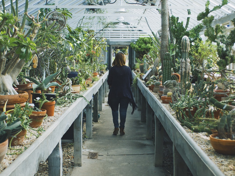 Une GIGA vente de cactus aura bientôt lieu à Montréal