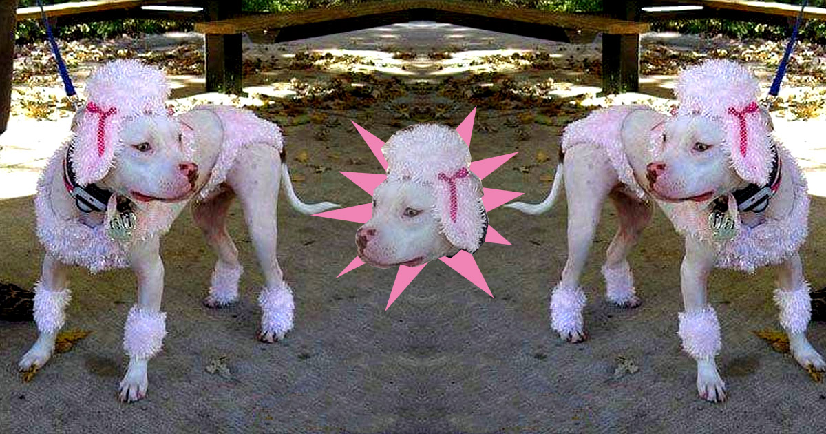 On te présente le Can-Bull, la jolie cousine du pitbull