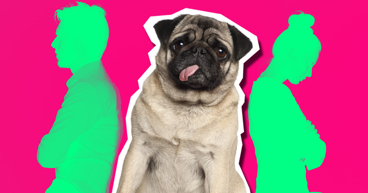 Un Québécois sur deux choisit son chien au lieu d&#039;une relation amoureuse. LOL