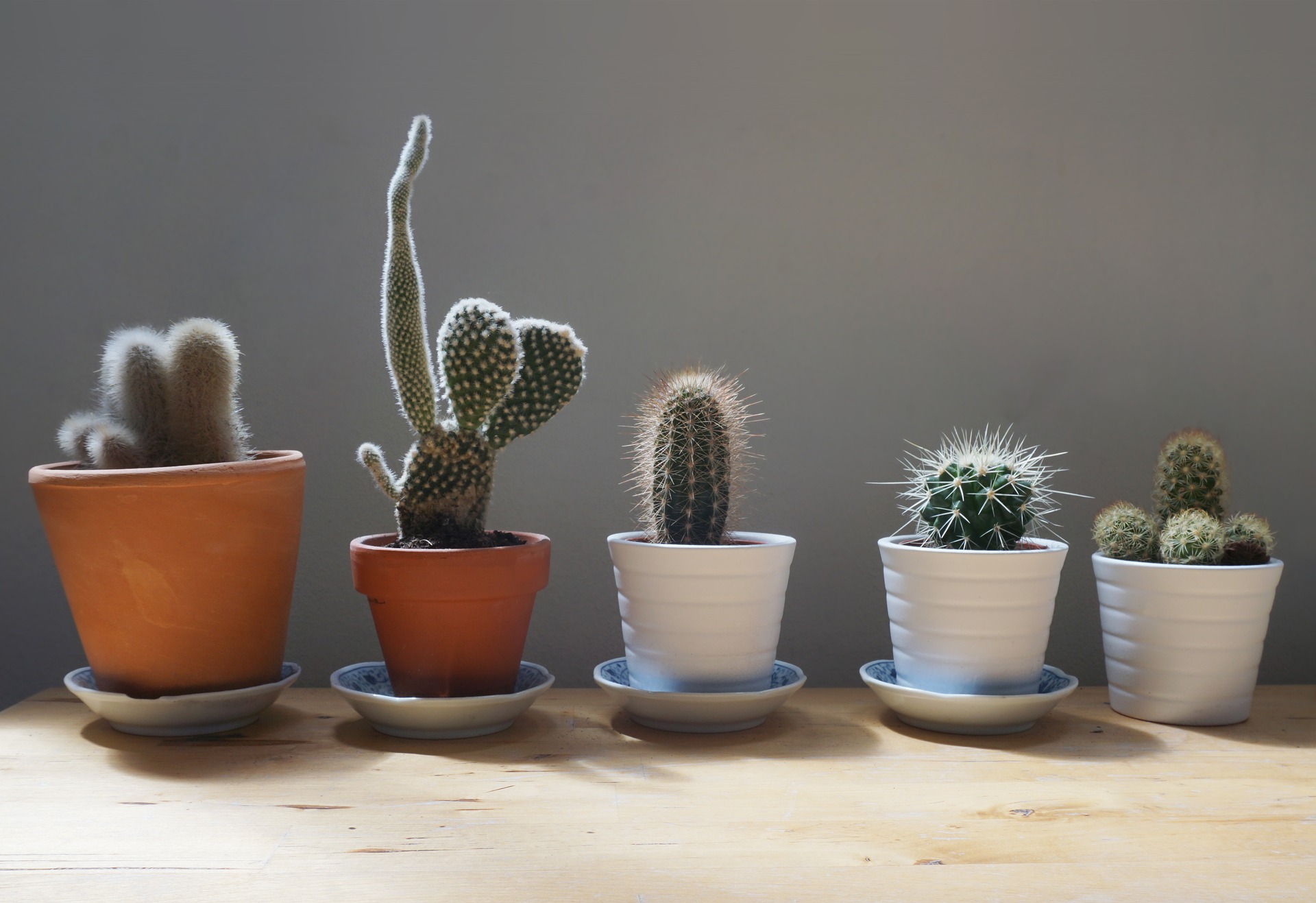 2 méga ventes de cactus auront bientôt lieu à Montréal