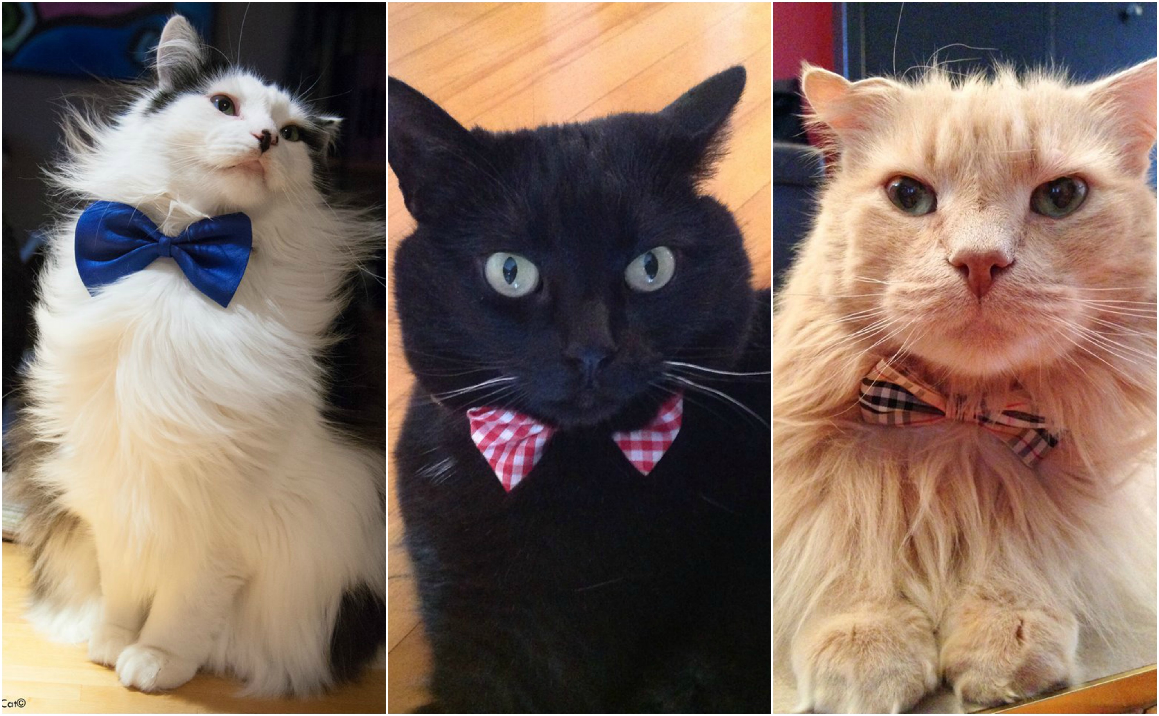 Ces chats TROP CUTE vont te convaincre d'aller faire un tour au Salon des Artist-O-Chats