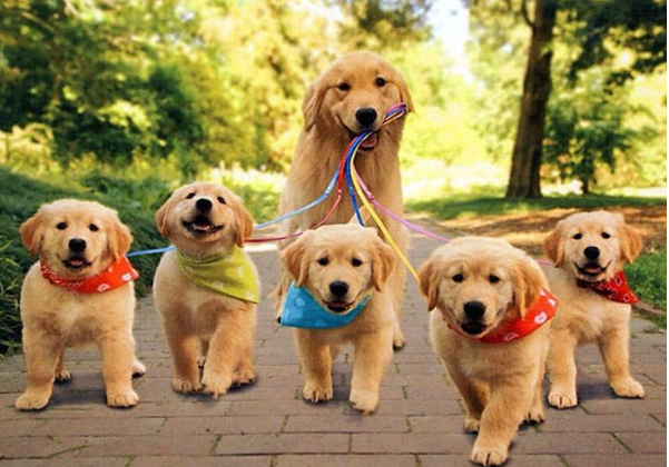 20 photos de chiots TROP CUTE pour le National Puppy Day