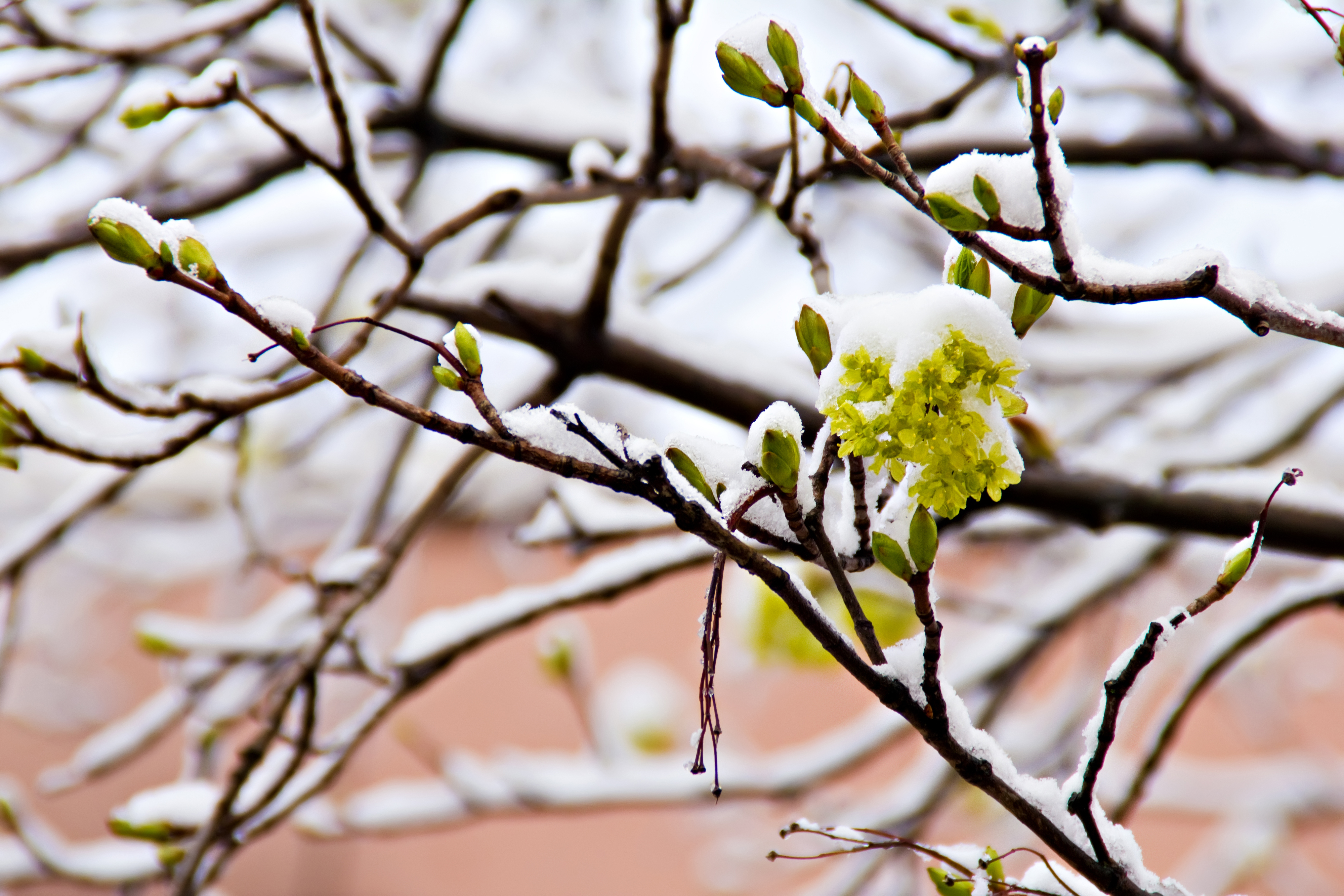 De la neige annoncée sur Montréal aujourd'hui. ARKKK!