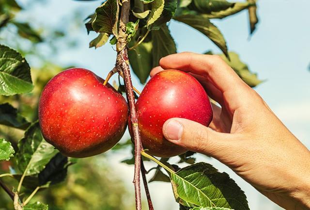 10 vergers près de Montréal où aller cueillir des pommes