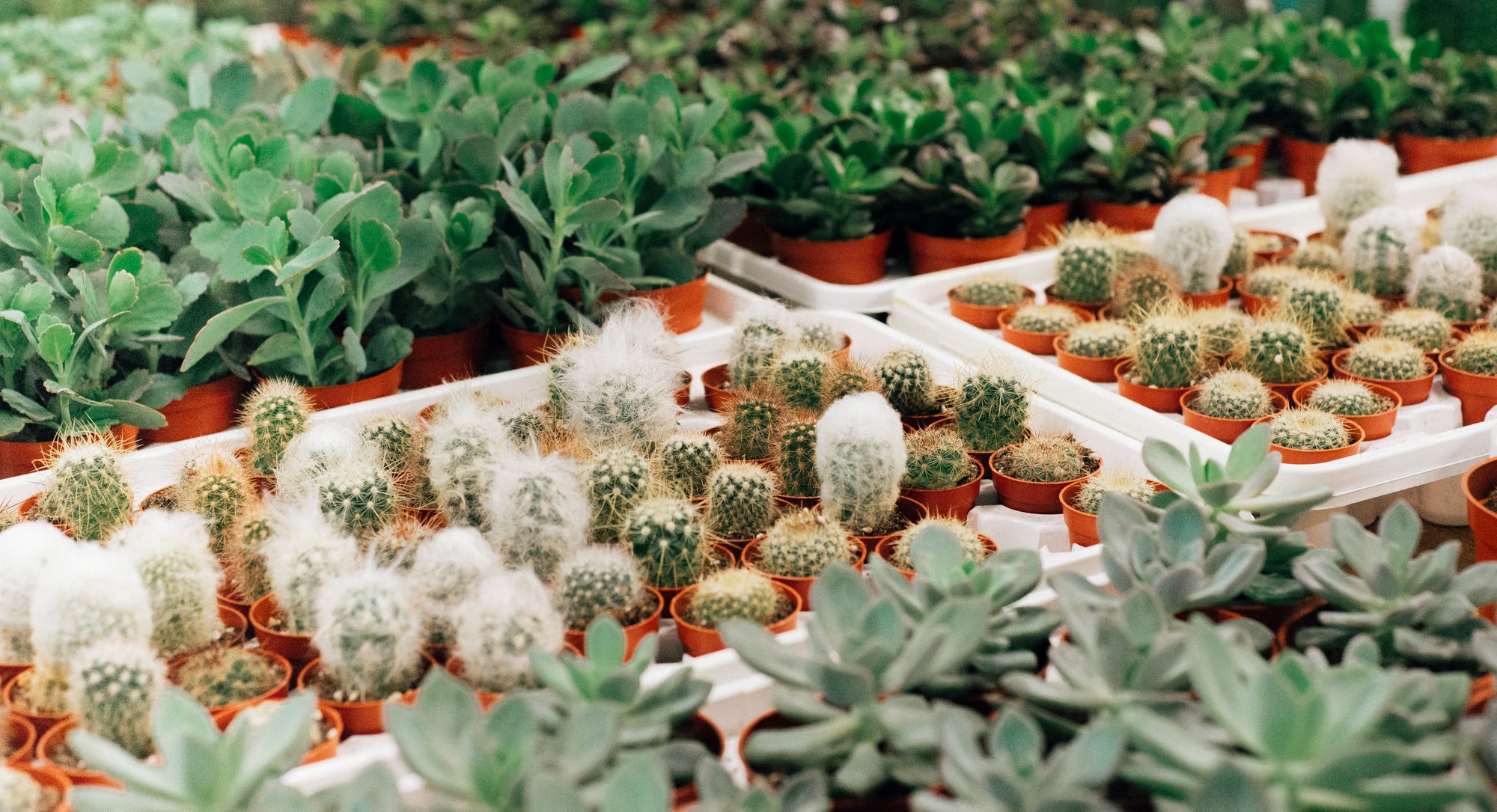 Une grande vente de plantes tropicales, cactus et succulentes a lieu à Montréal dès demain