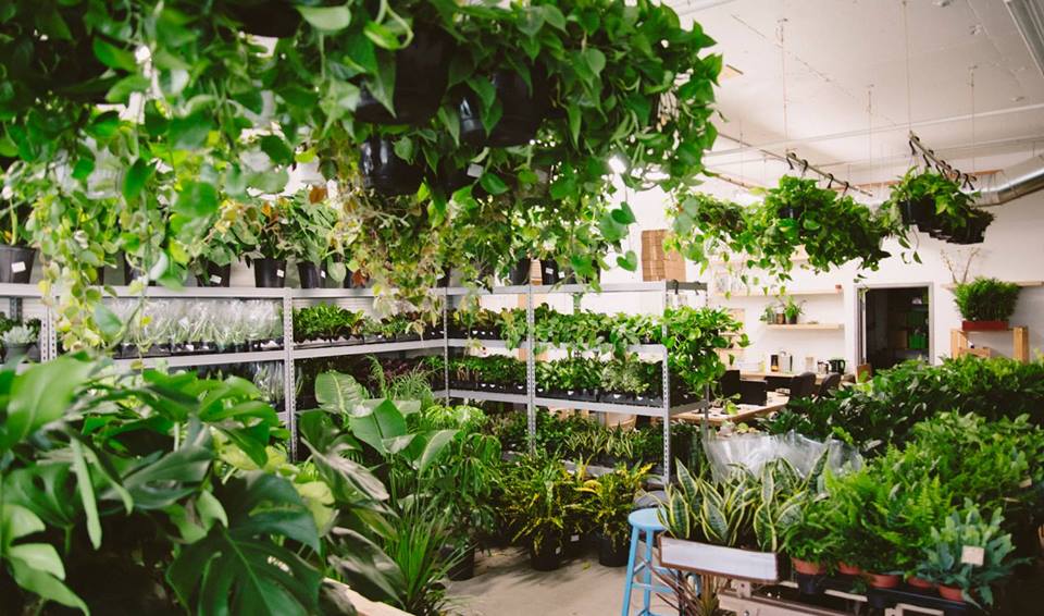 Plantzy organise une grosse vente de plantes difficiles à tuer cette semaine