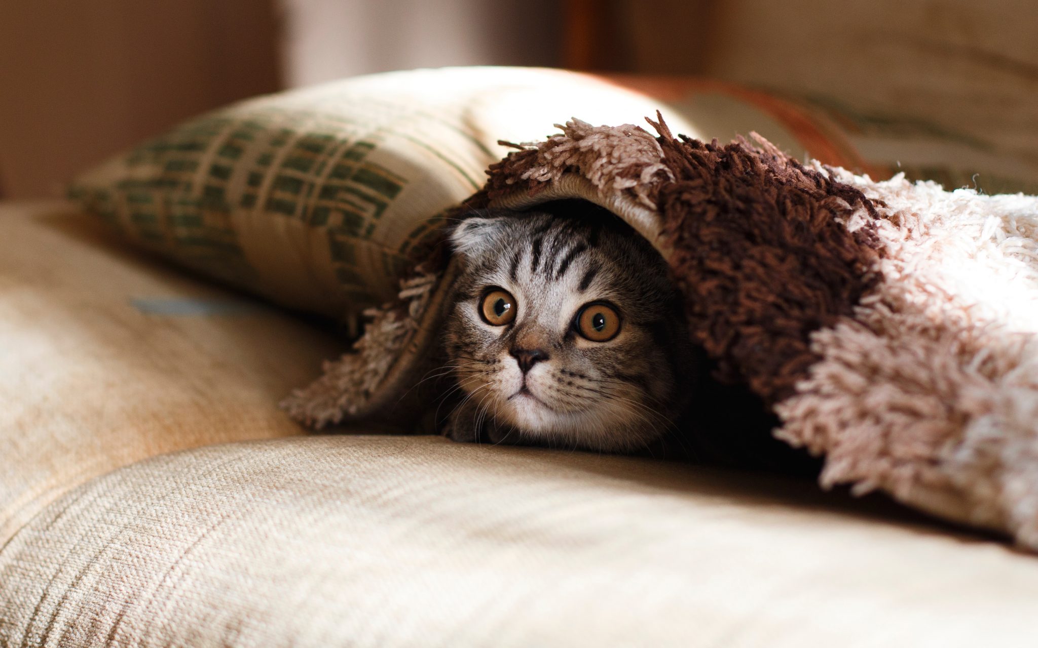 Un festival des meilleures vidéos de chats à Montréal? Oui, SVP!