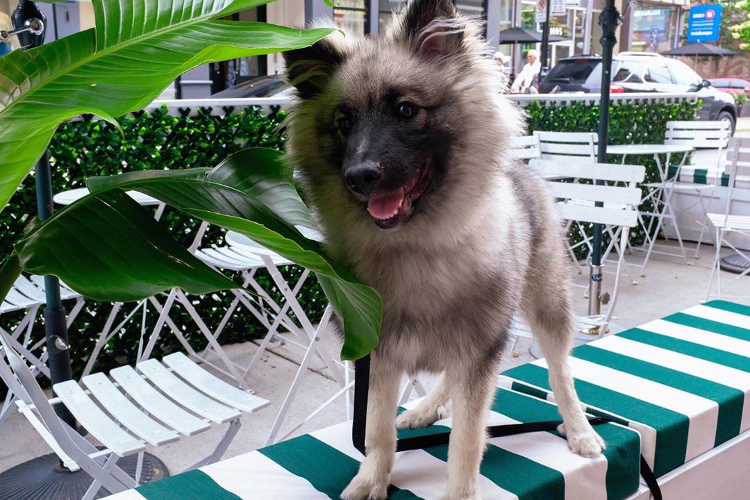 Le Albert Café: un nouveau café «dog-friendly» trop beau!