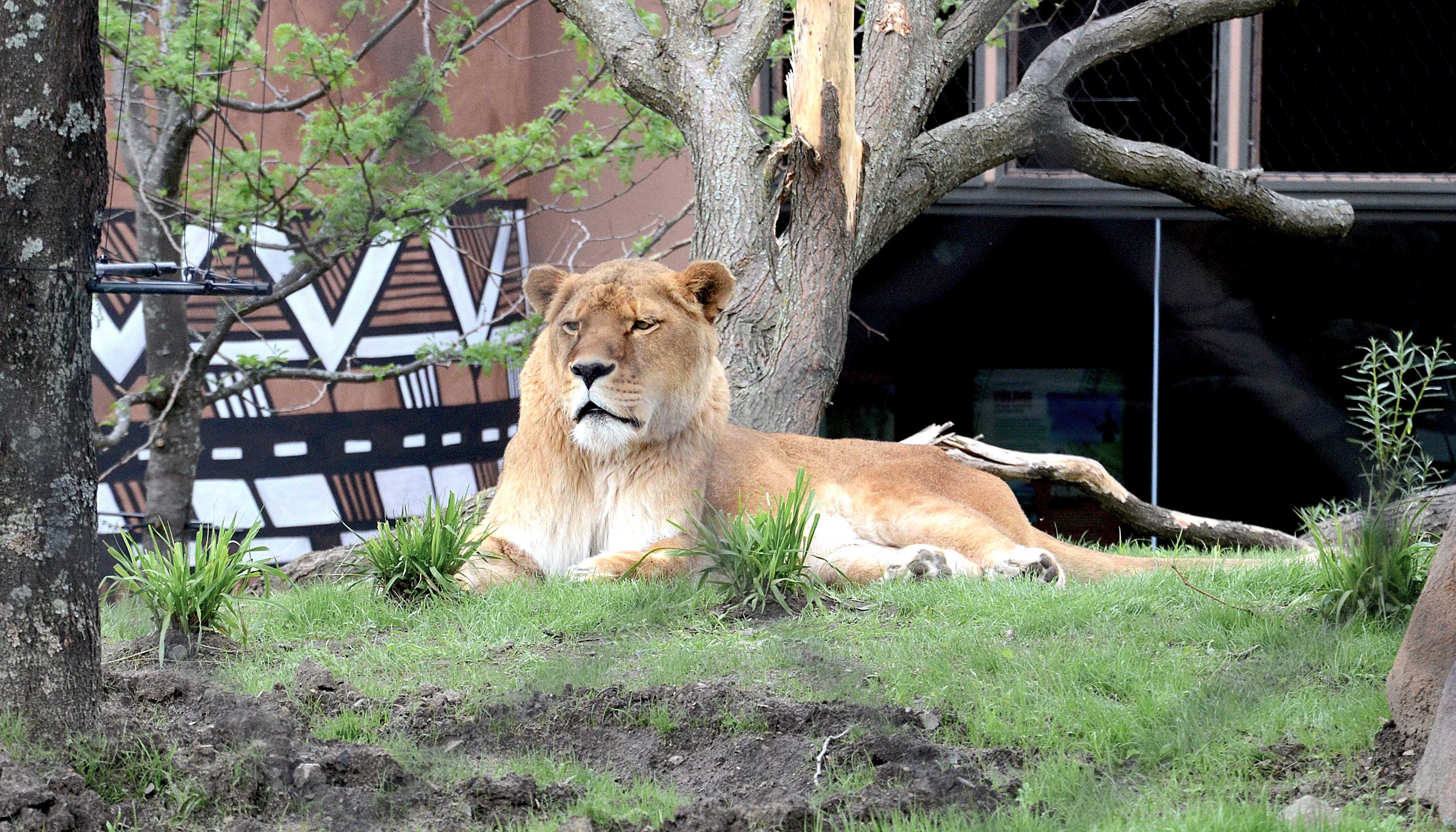 Zoo de Granby: venez voir les lions dans leur nouvel habitat! (PHOTOS)