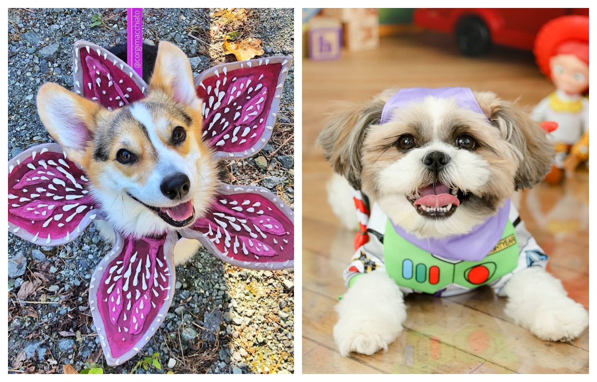 Halloween 2019: 10 costumes pour votre chien!
