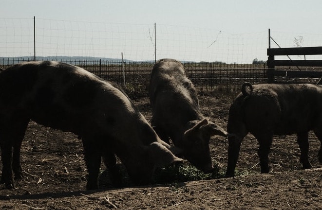 Des chercheurs découvrent une grippe porcine propice à une prochaine pandémie!&#8230;