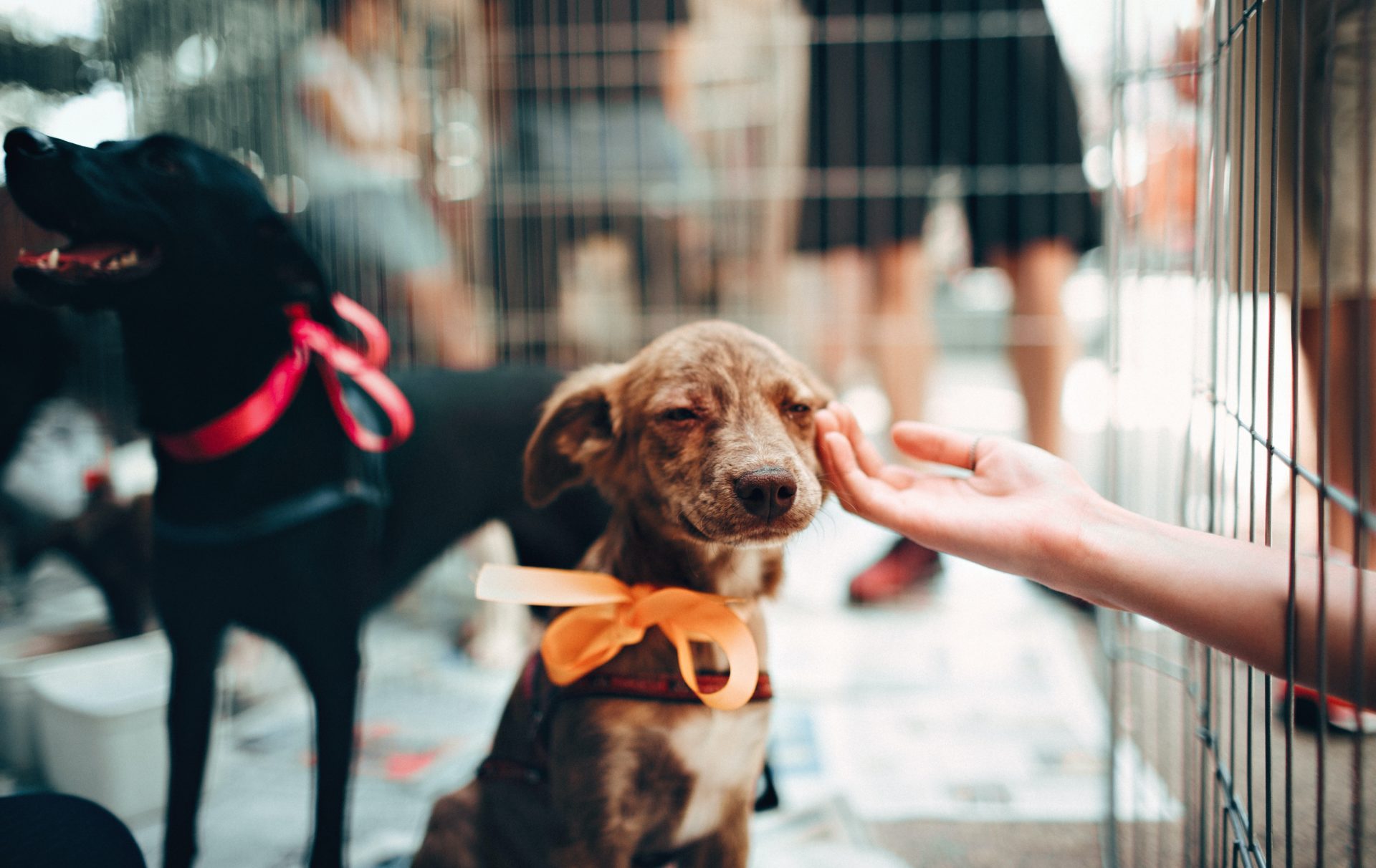 POP Montréal a annoncé 3 défilés canins qui auront lieu ce week-end et vous pouvez inscrire votre chien! [VIDÉO]