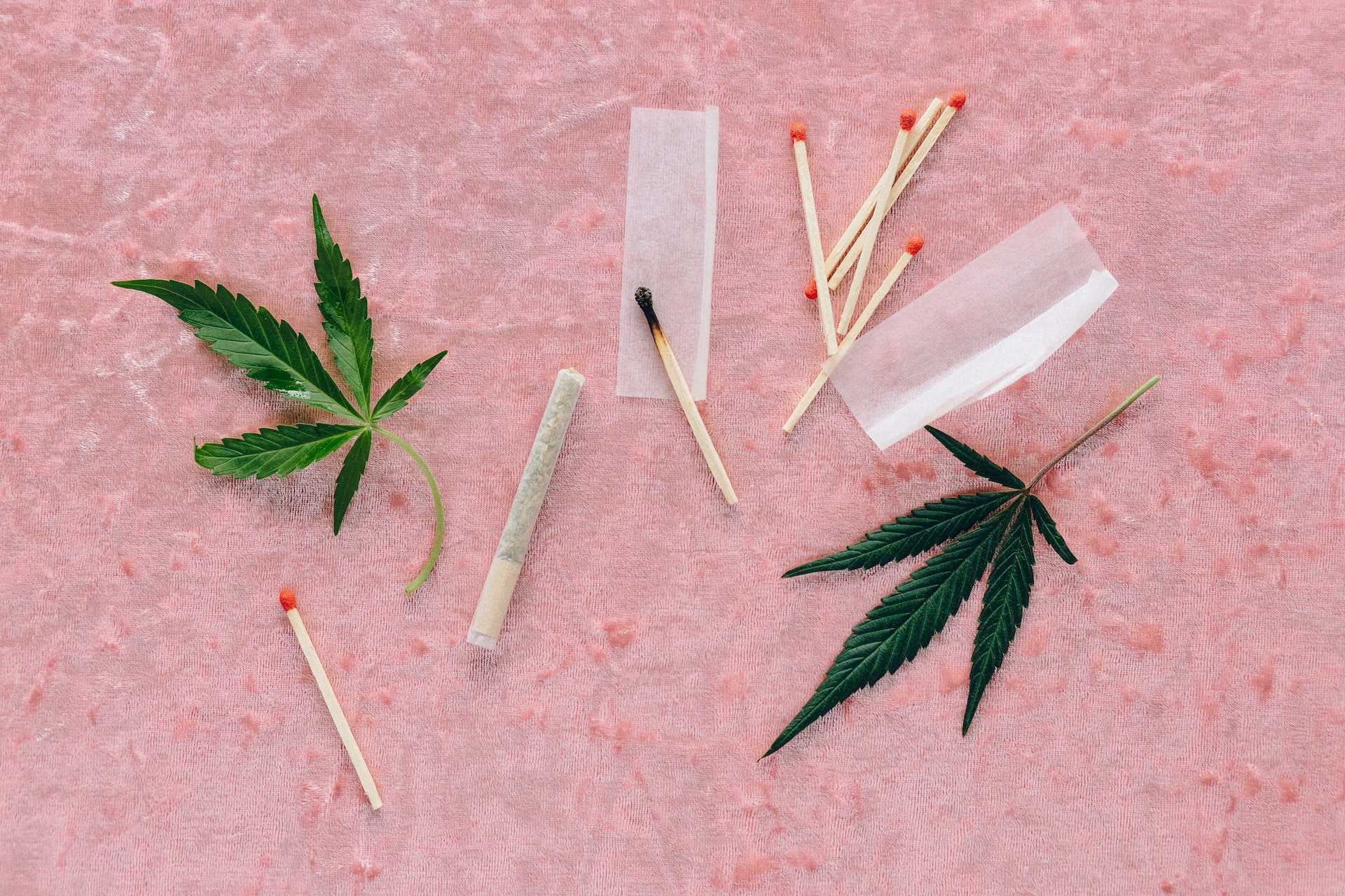 5 faits étonnants que tu ignores du métier de producteur de cannabis