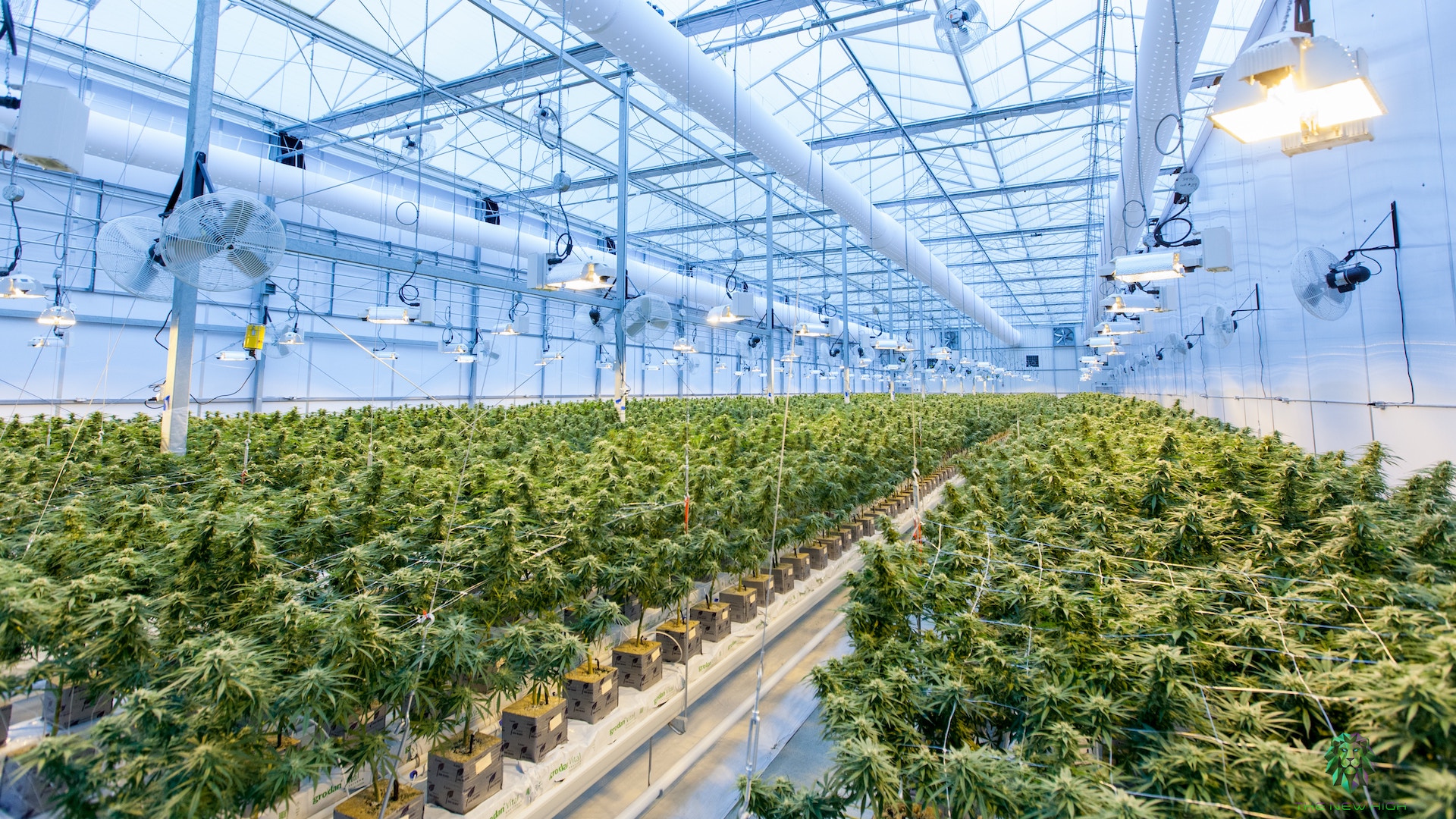 Restructuration chez Canopy Growth, coupure d&#039;emploi à Mirabel