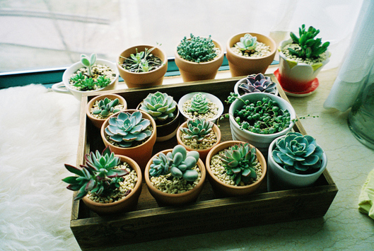 5 façons de décorer avec des plantes