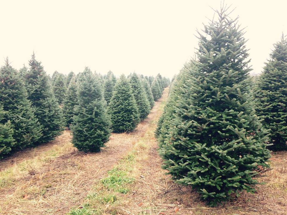 Fais-toi livrer le plus beau des sapins naturels par l'entreprise Fais-toi livrer le plus beau des sapins naturels par l'entreprise