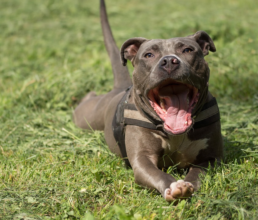 Ce Serait Bientôt La Fin Pour Linterdiction Des Pitbulls à