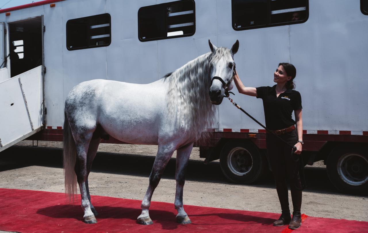 barbie cavalière et son cheval