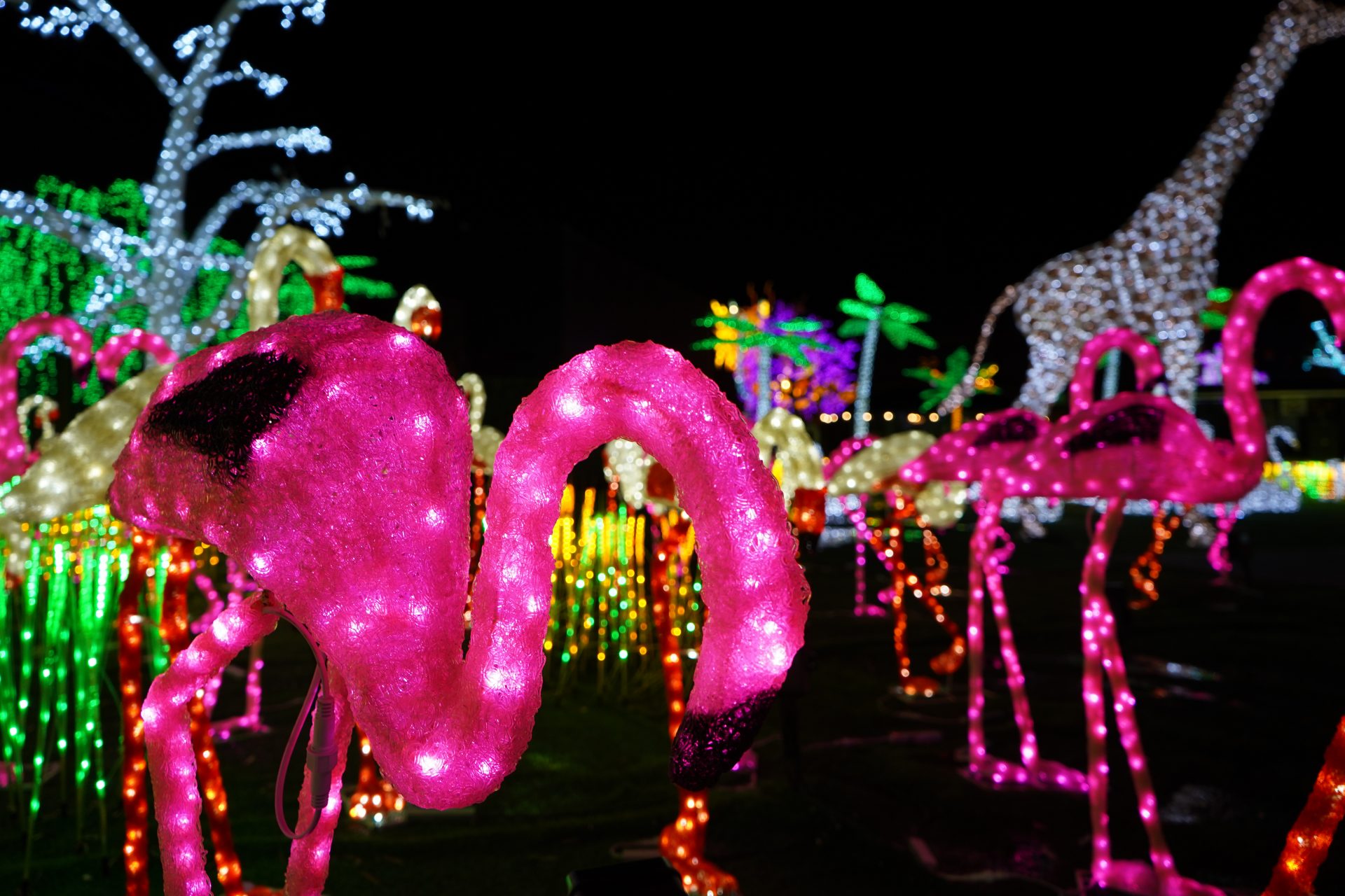 Illumi - Féerie de Lumières par Cavalia - 11