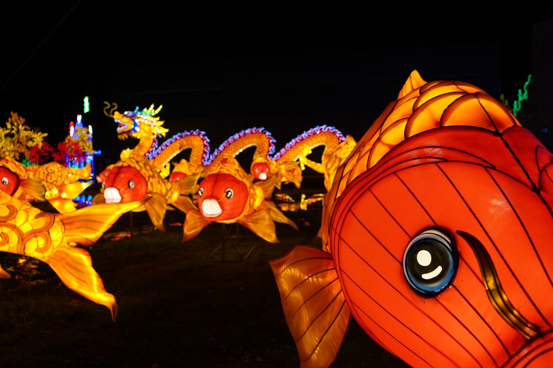 Illumi - Féerie de Lumières par Cavalia - 15