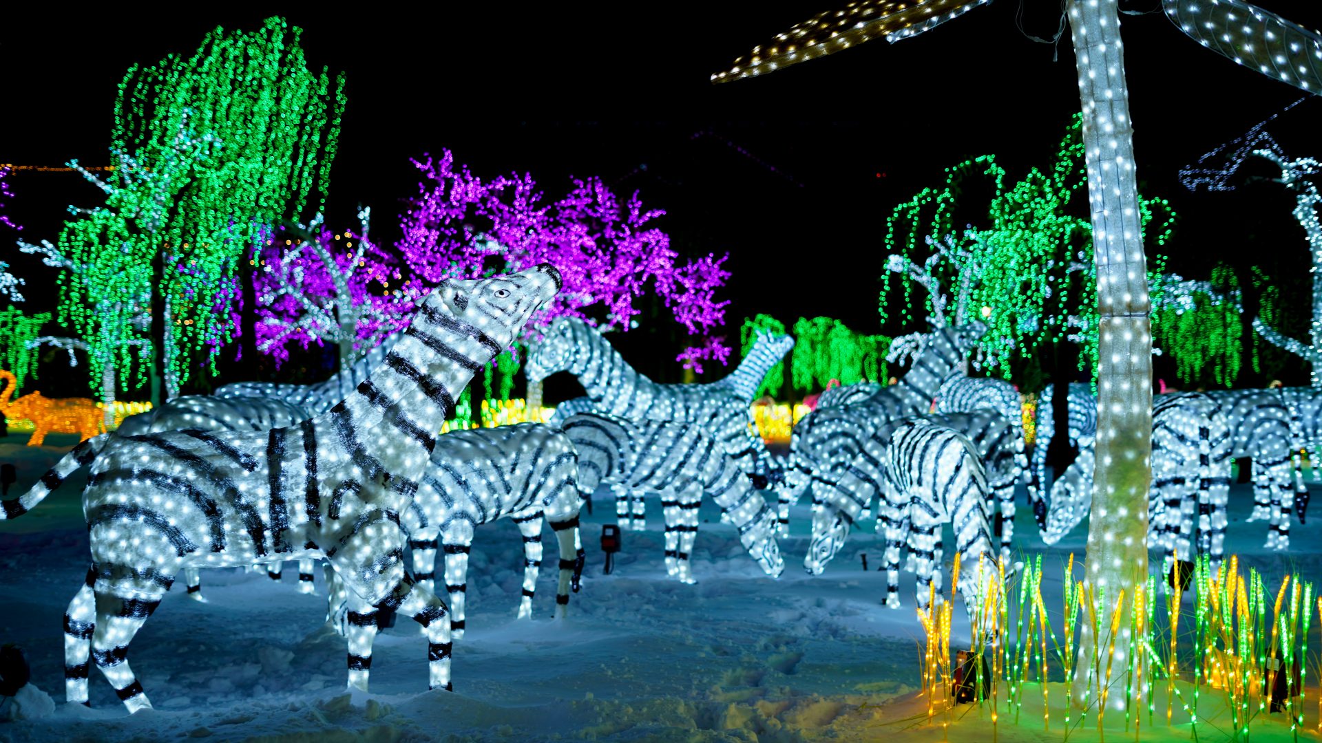 Illumi - Féerie de Lumières par Cavalia - 6