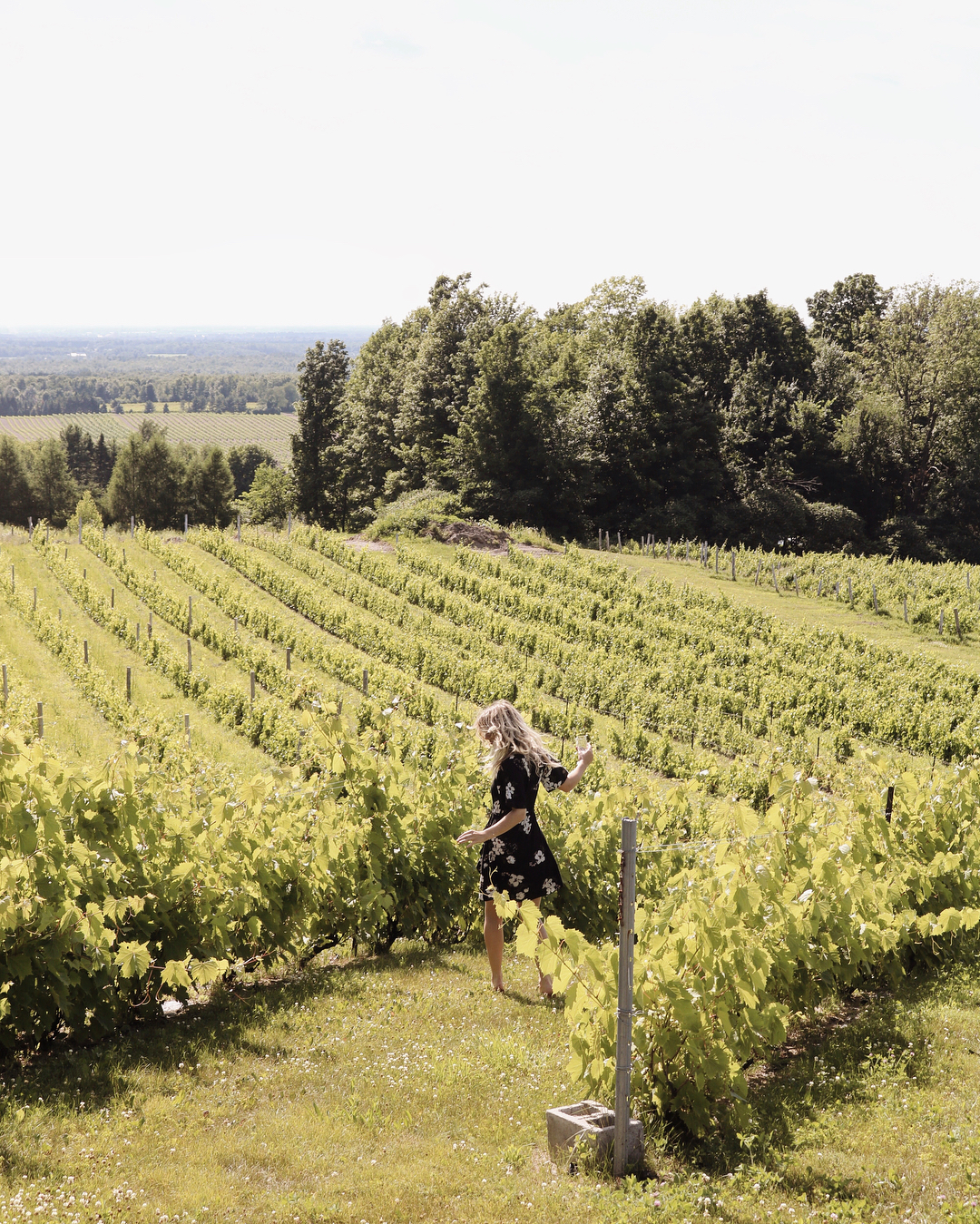 Vignoble Domaine des Côtes d'Ardoise