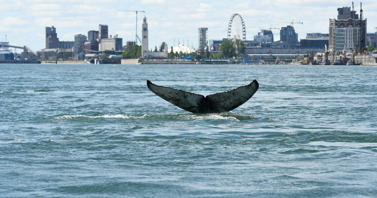 La mort de la baleine