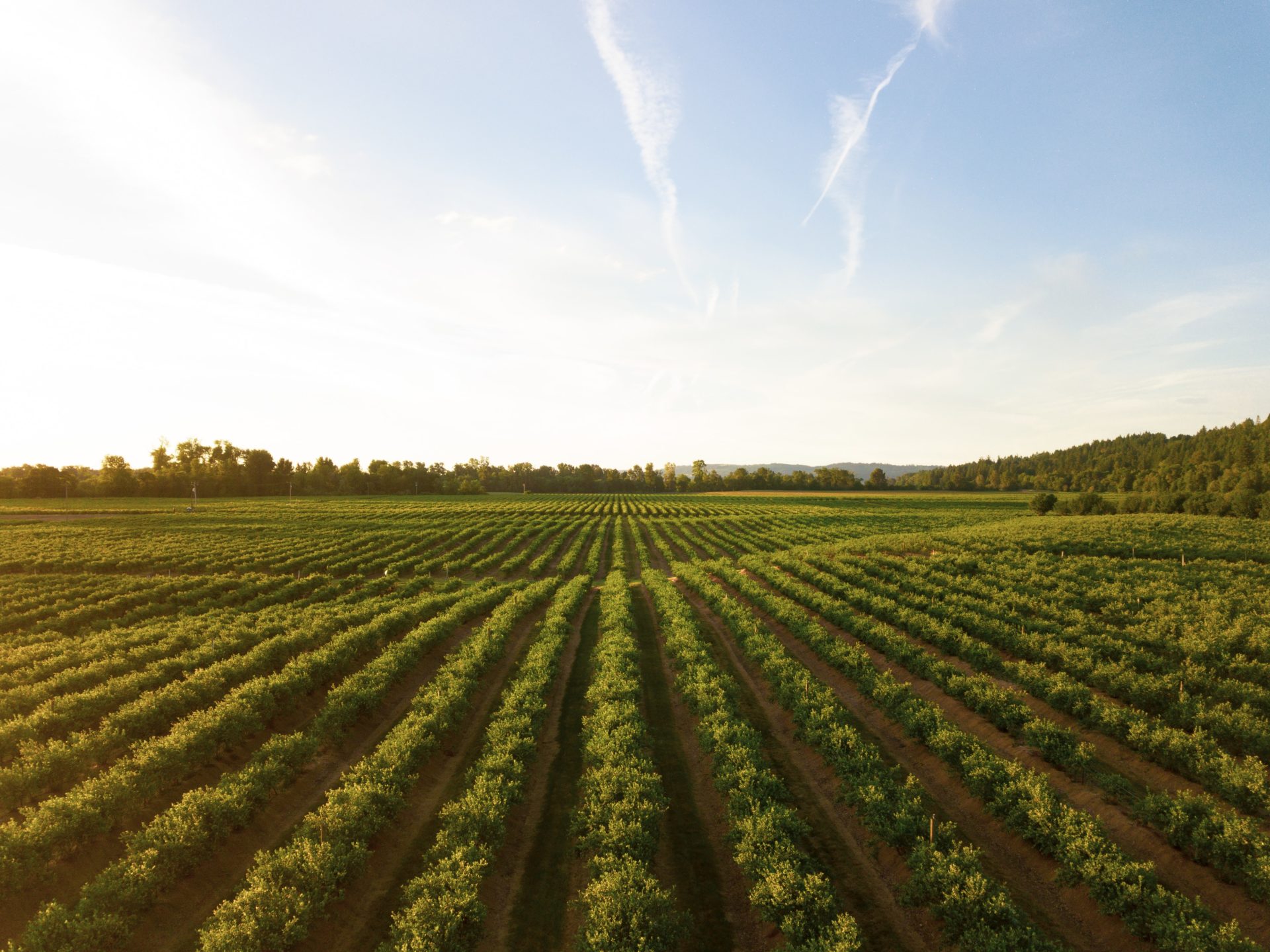Routes des vins
