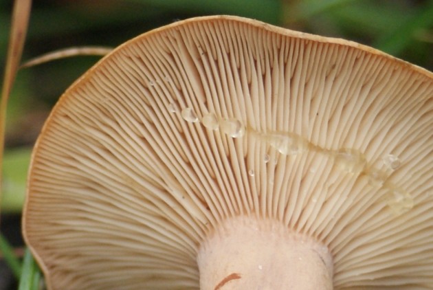 Les champignons forestiers de la Mauricie