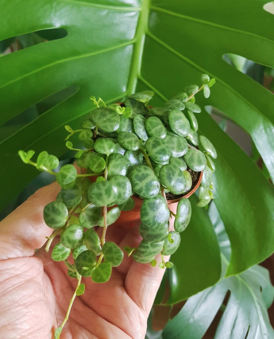 Fleuriste Binette et filles