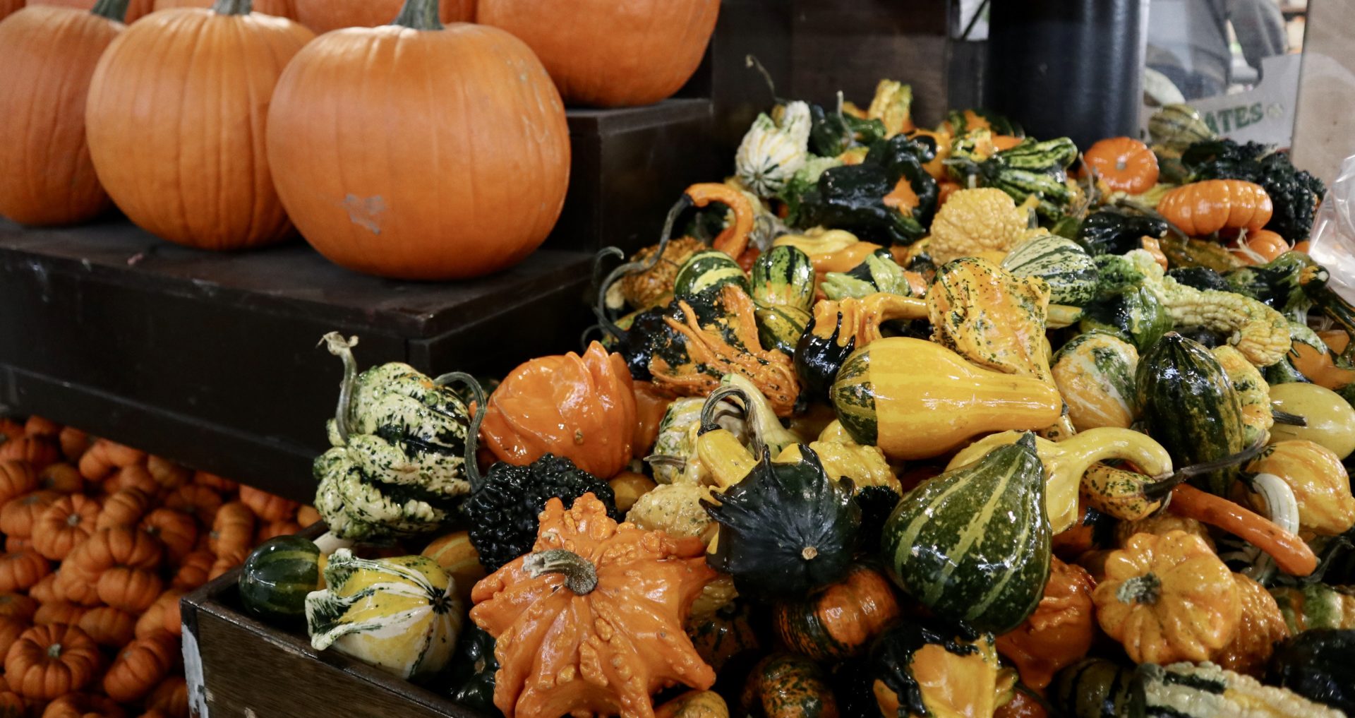 Mini citrouilles décoratives