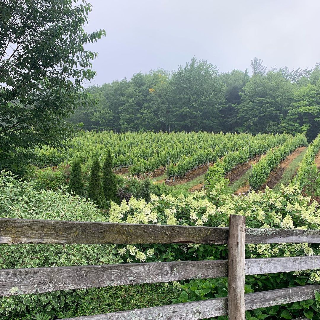 Le Vignoble du Ruisseau
