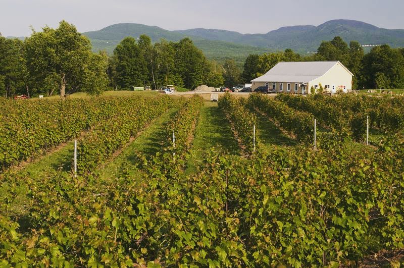 La Route des Vins de Brome-Missisquoi