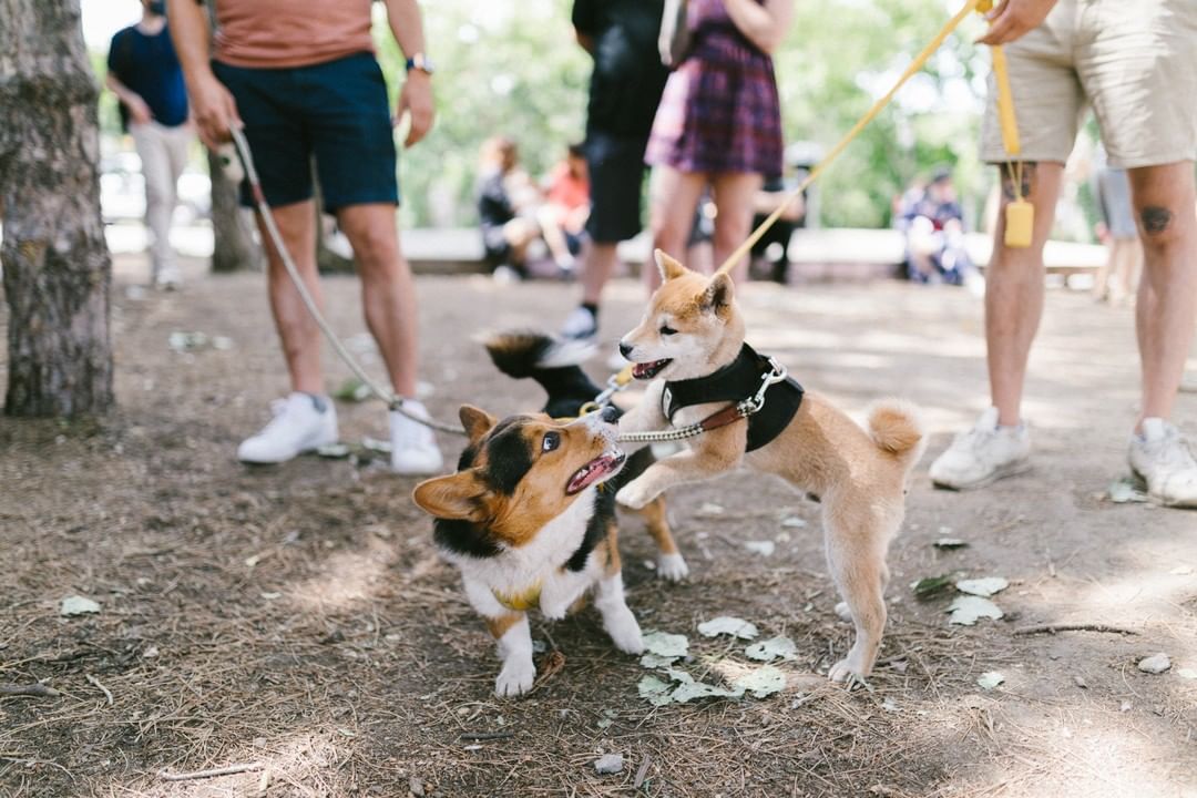 Rassemblement de Shina Inu et d'Akita
