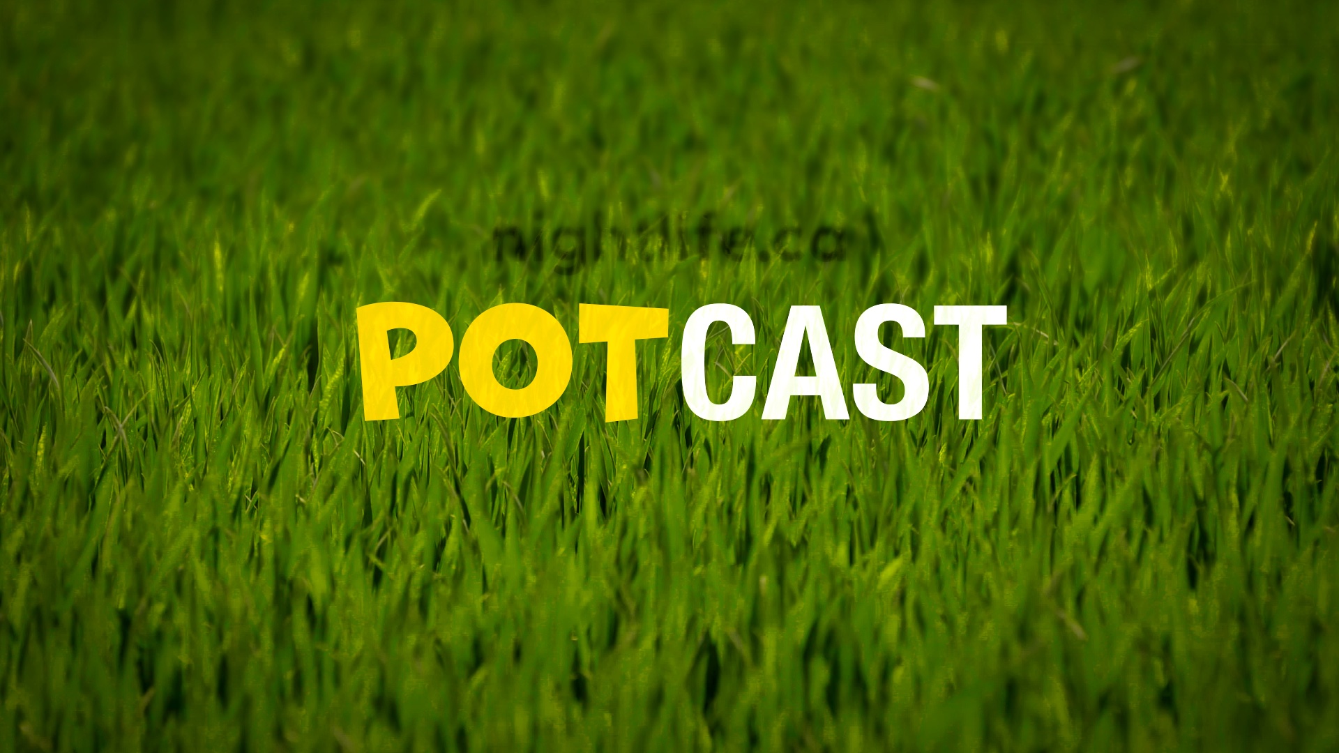 Le «Potcast» #3 de Nightlife est maintenant disponible!
