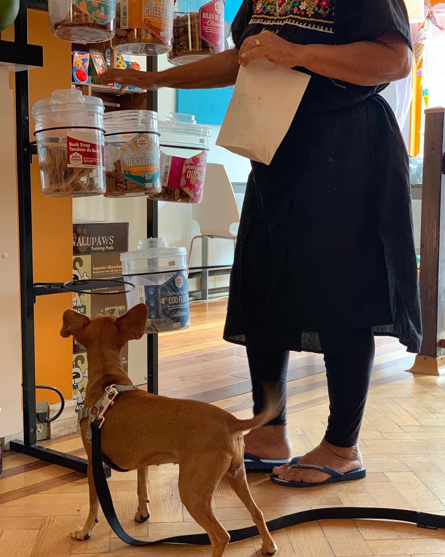 Brandy’s Canine Café