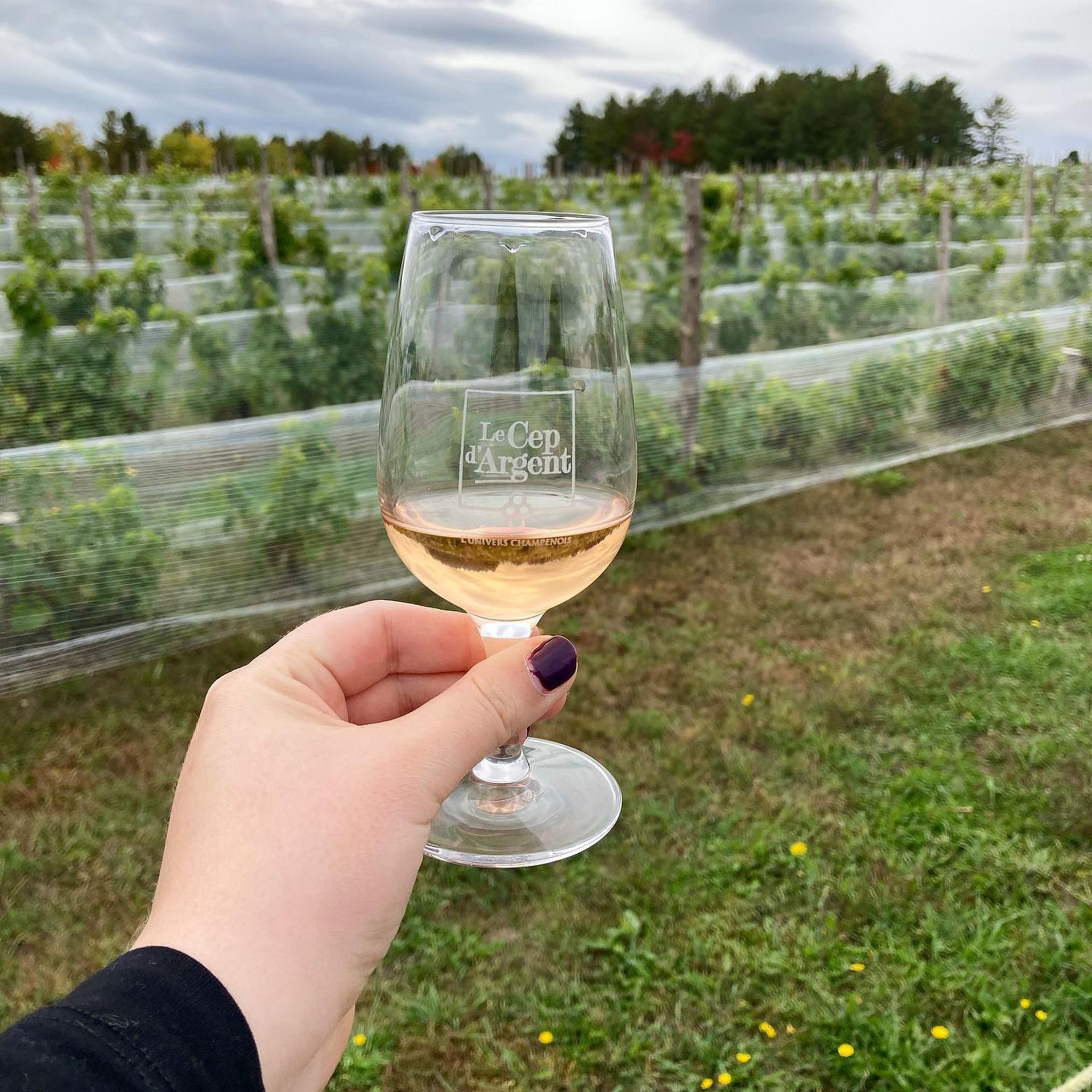 Vignoble Le Cep d'Argent