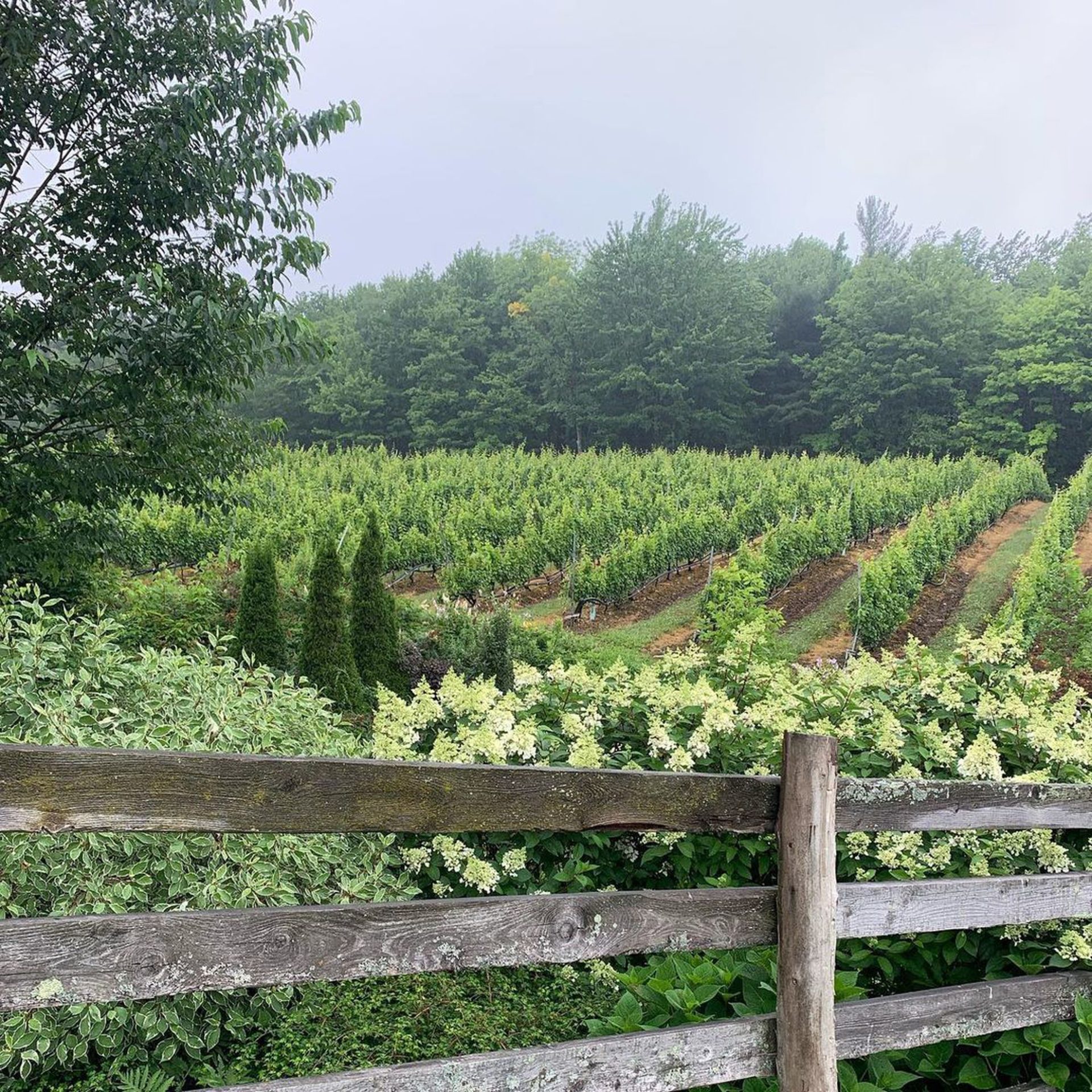 Le Vignoble du Ruisseau